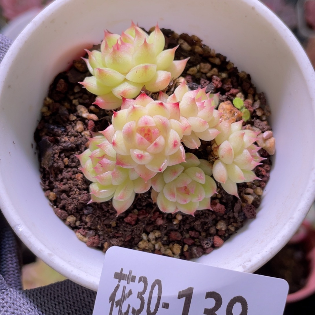 花利美30-139海王 