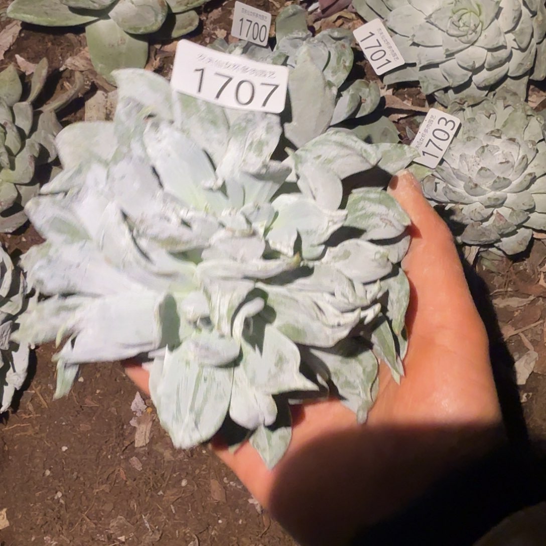 3代杂交仙女杯多肉福利瑕疵