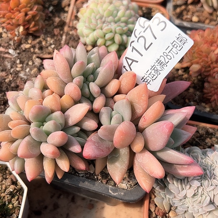 幸运的是我的朋友