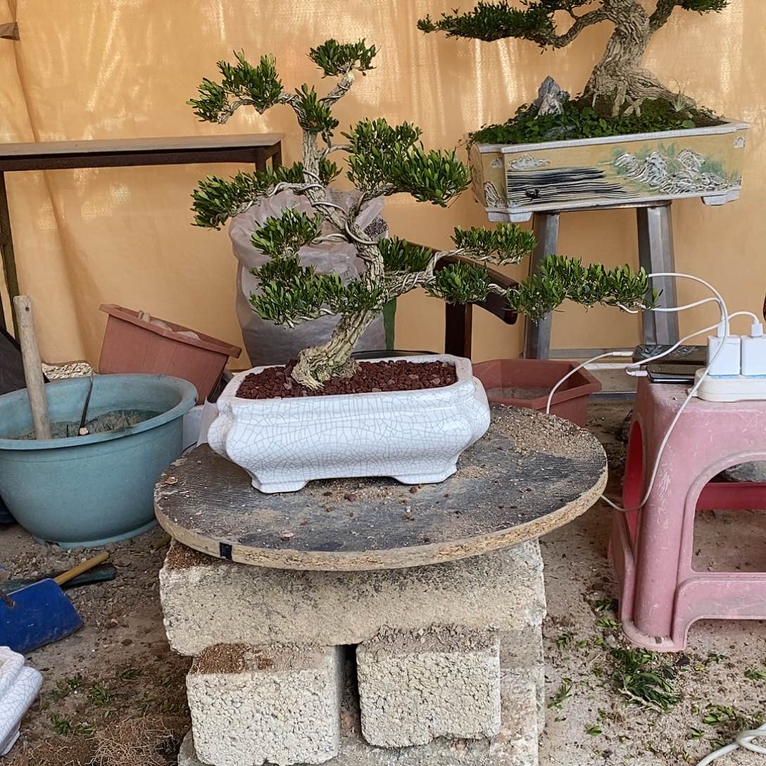 当前无花朵，栽培后可花朵