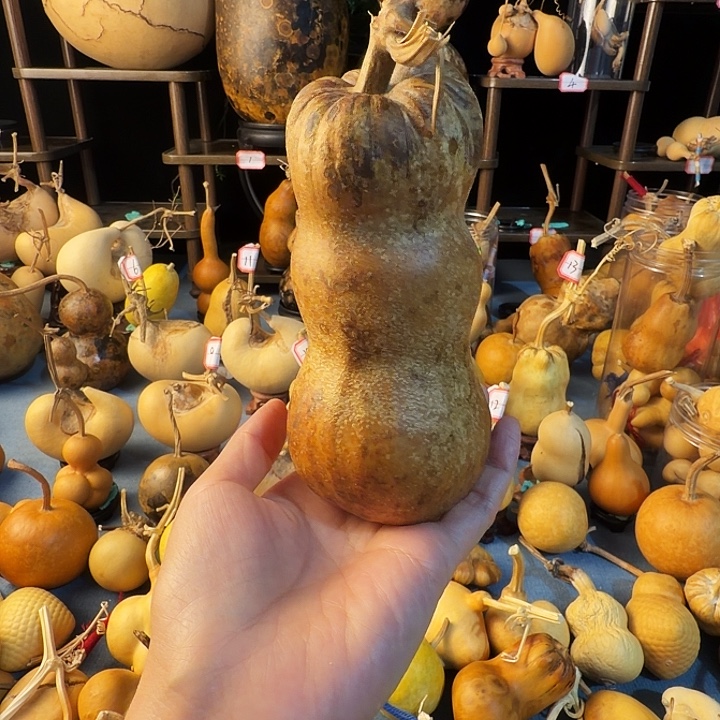 ****7葫芦大厚实而富有