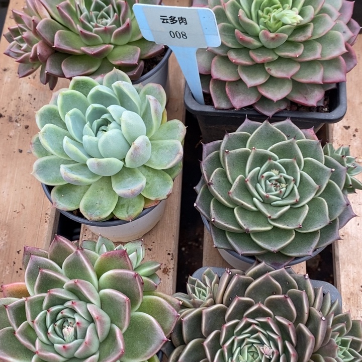 D008- 直播福利六颗