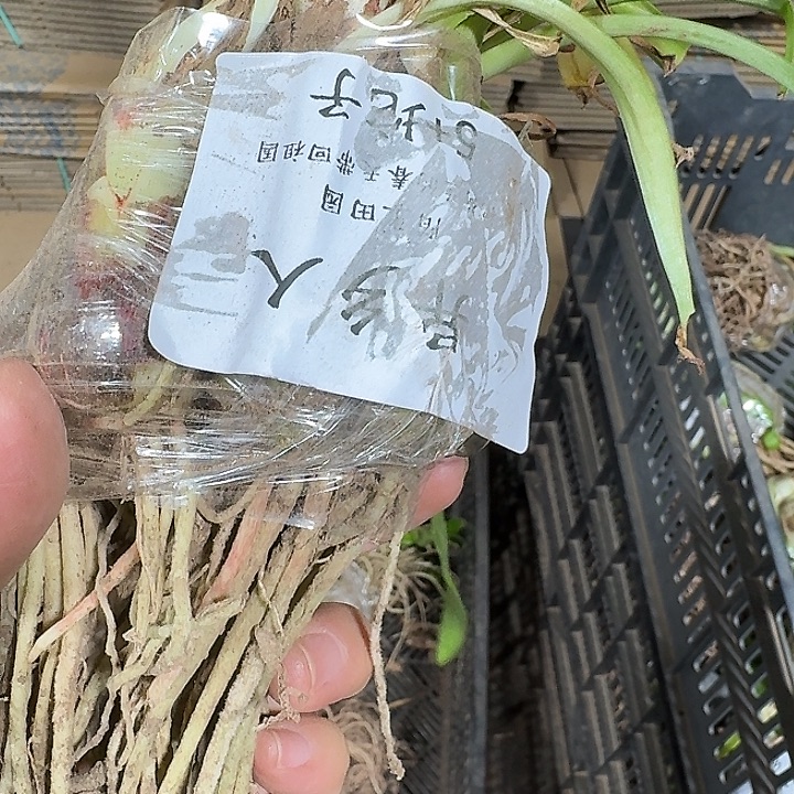 朱顶红-异乡人5厘米坨子