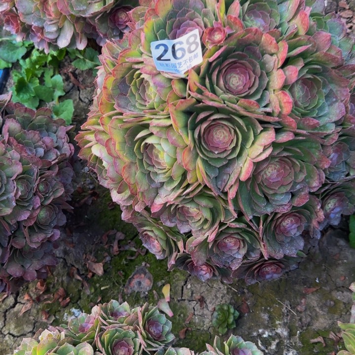 万圣节花29-54包邮花花