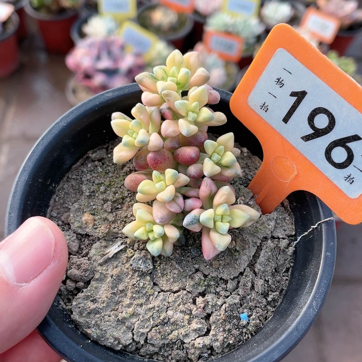 【闪购商品】196七彩白鹭锦