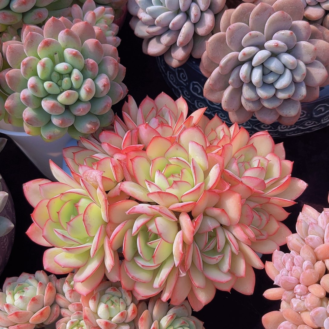 多肉植物牡丹亭多肉