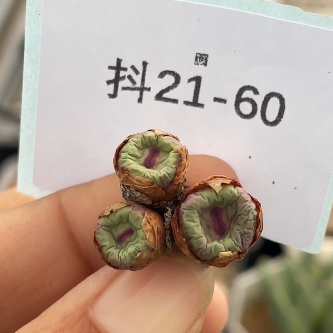 21-60嘴多肉植物肉锥