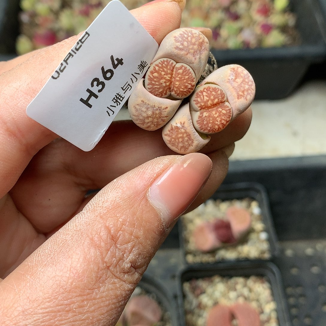 H364多肉植物保护研究所