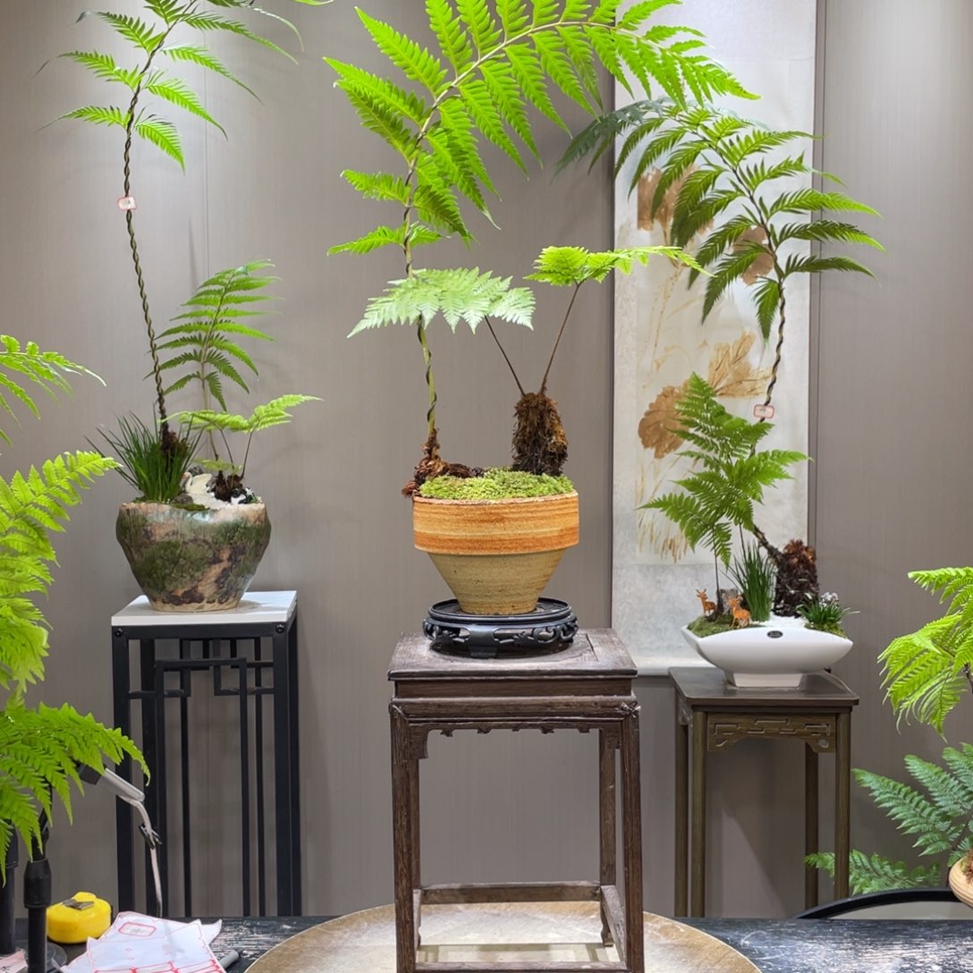 阿*哥蕨类植物和灌木植物为