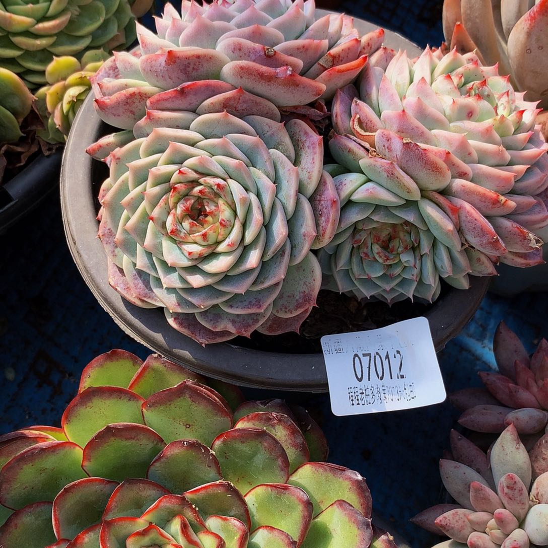 一***心天鹅绒07012多肉多肉