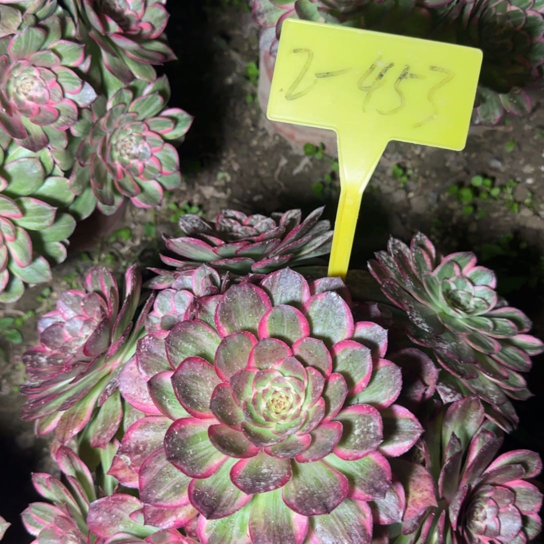 2-453+-多头多肉植物