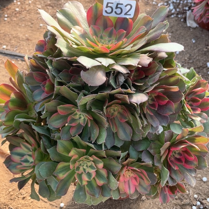 552多肉植物洛神