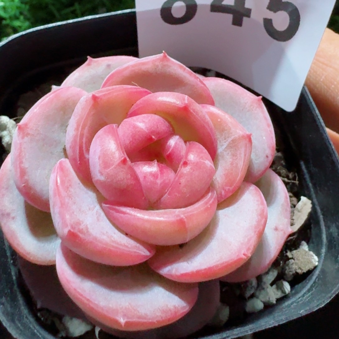 粉桃花珍妮         精品多肉