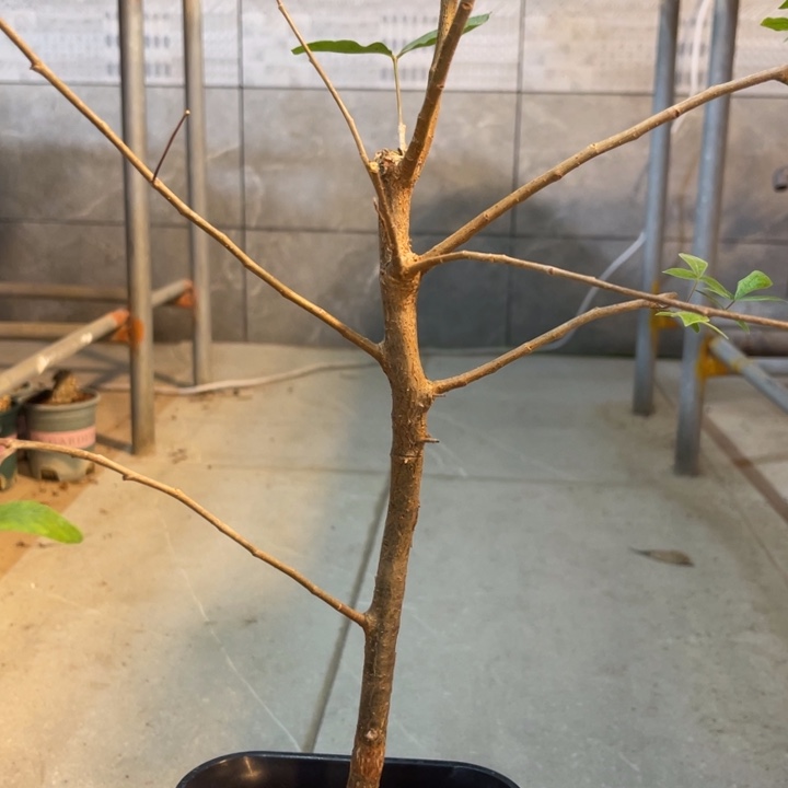 ?****?莫里斯没药实生带盆