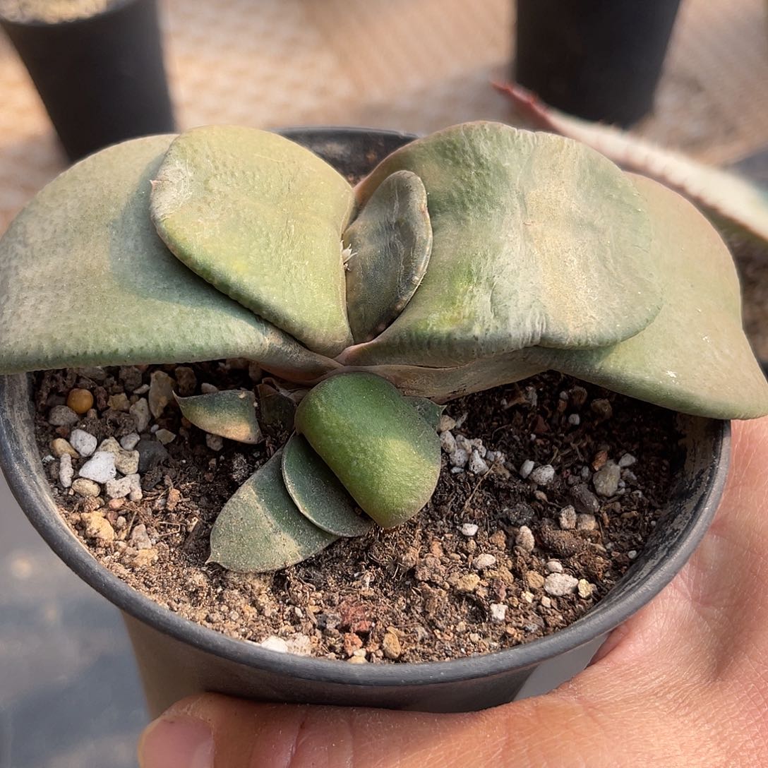 卧牛带小崽下单包邮