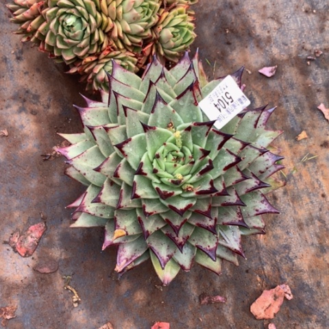 ?*5104乌木多肉植物