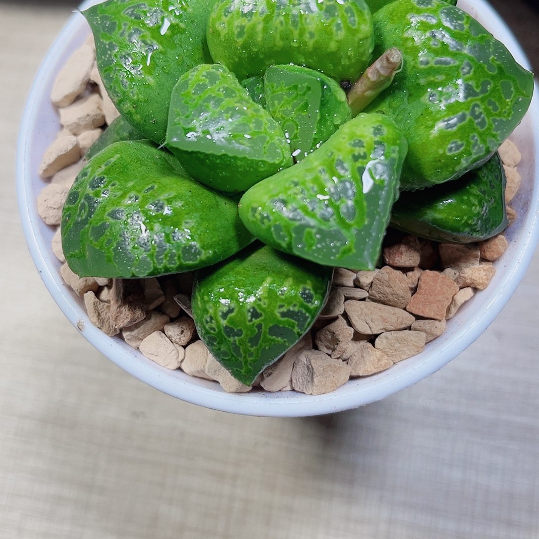 假面舞会多肉植物66666