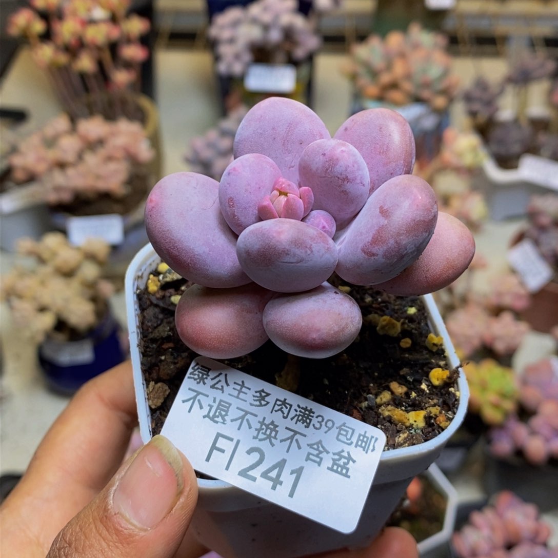 241橙雪球多肉5cm