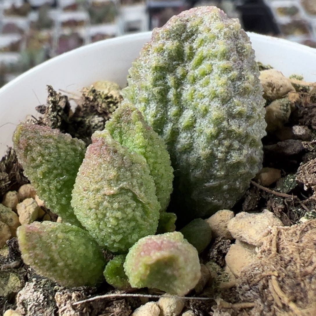 实生底叶苗纹路款多肉植物水泡