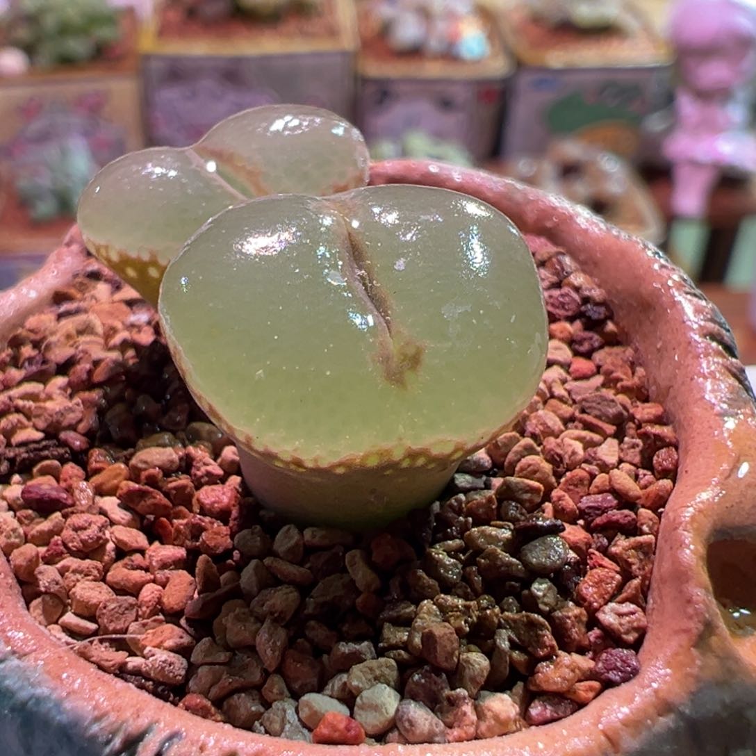 蘑菇头安格，肉锥植物