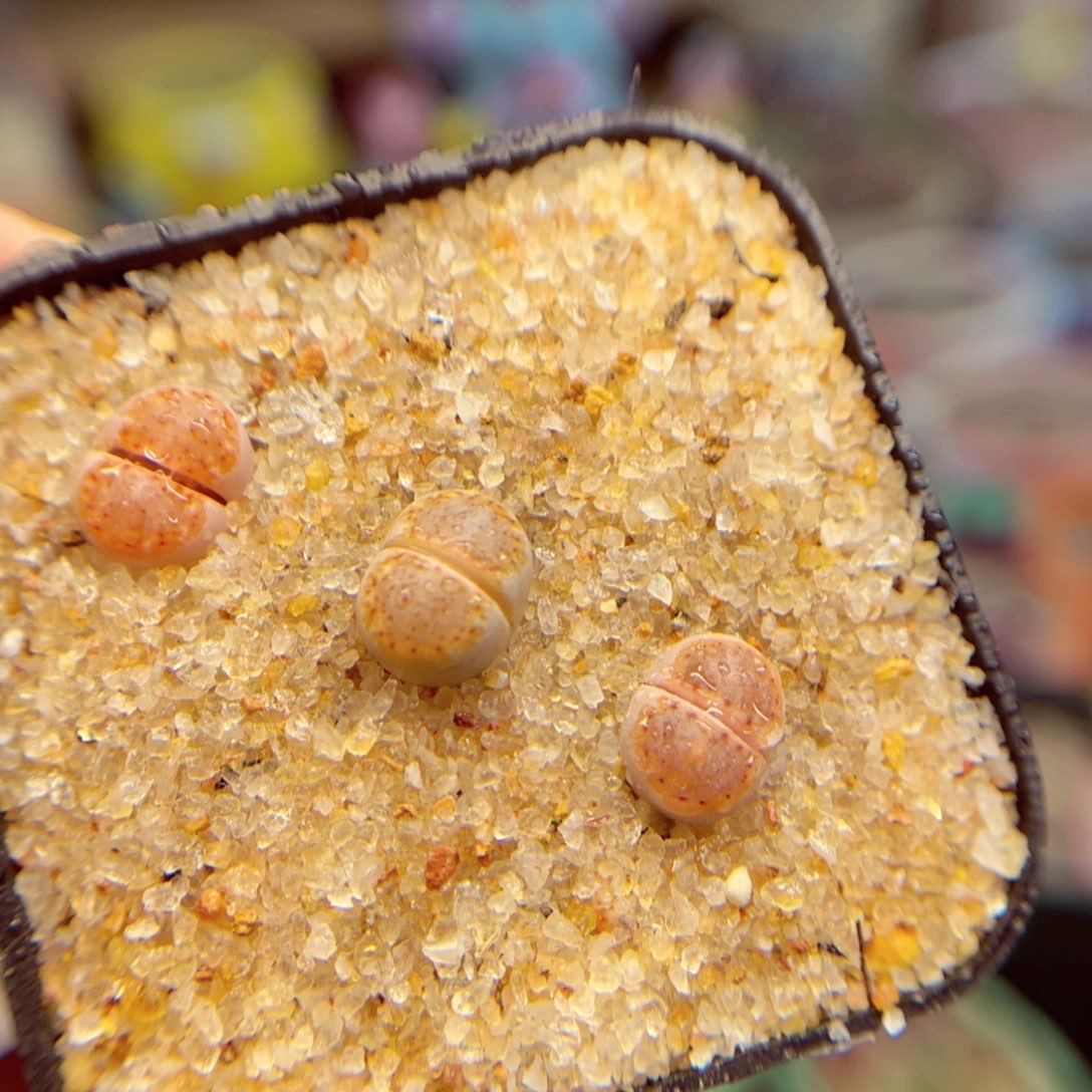 781. 56845666776666655667