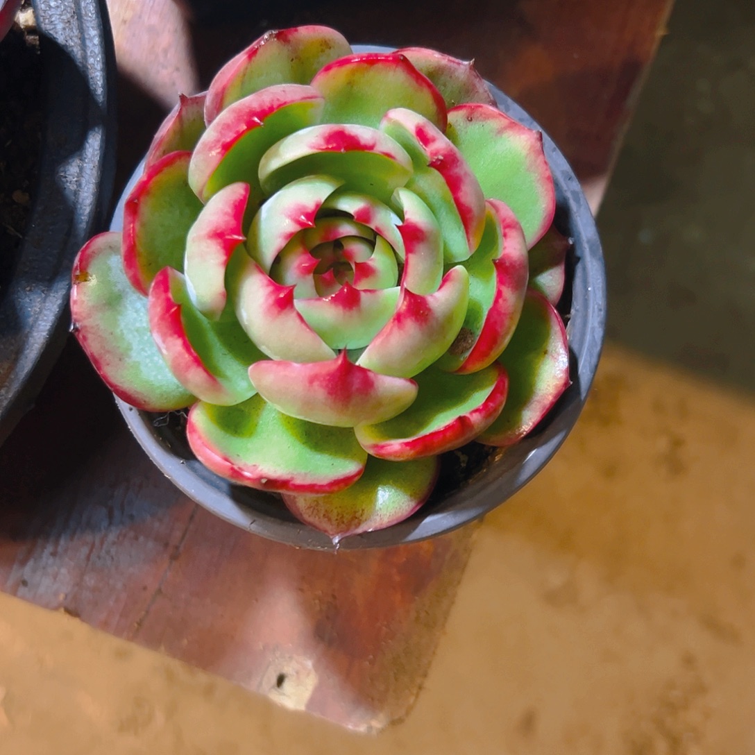 阿***呆惊红多肉3456889864433