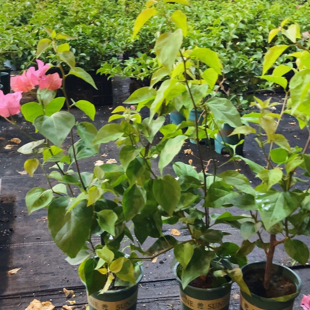 当前无花栽培后可以开花波妹掌中宝一颗