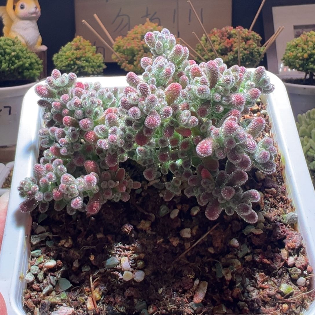 818冰晶一物一拍包开箱