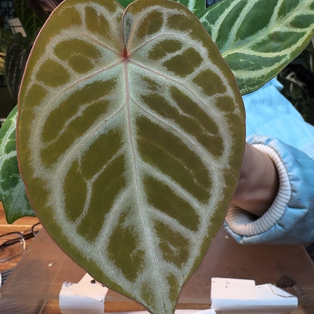 完全开放J161skg银红