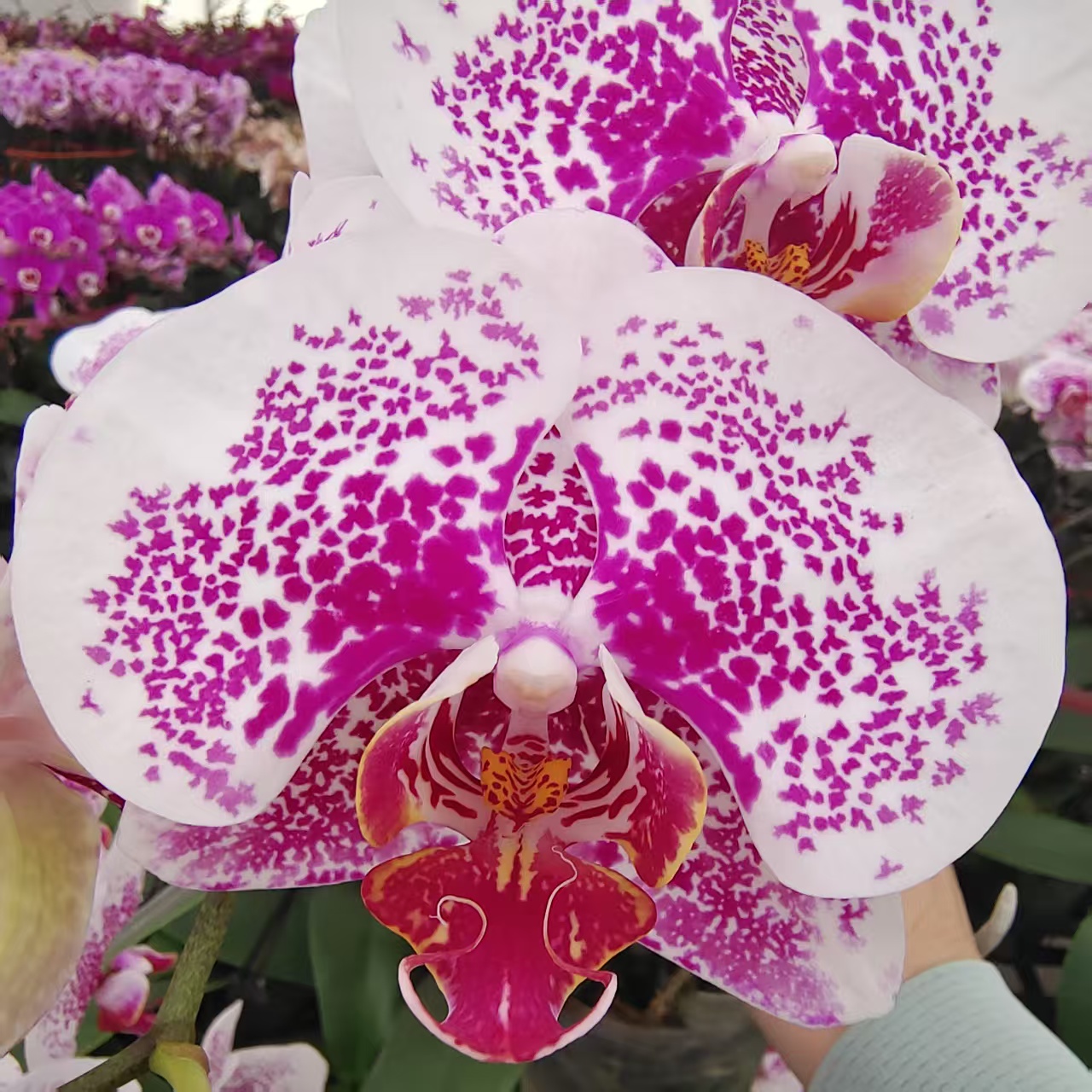 蝴蝶兰【2.8寸龙树枫叶】中大花型 花色特别带斑点 带花发货 