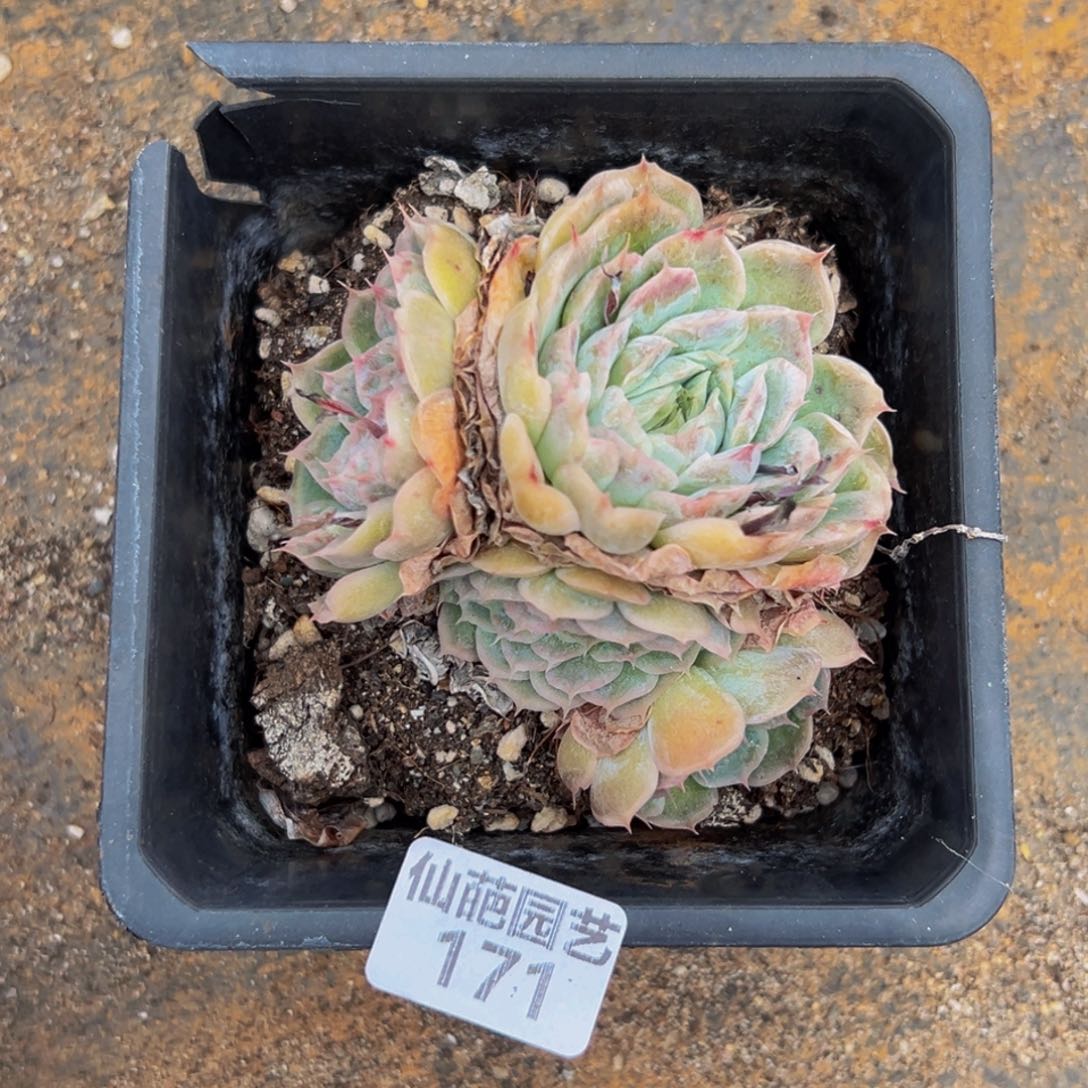 177多肉葡萄的价格是