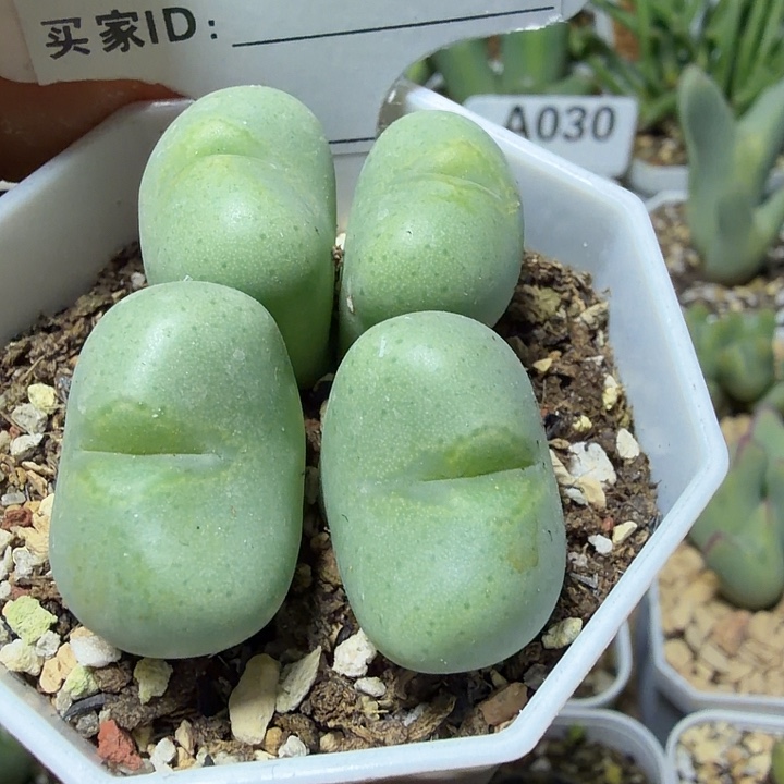 小***朵104。多肉植物的生长
