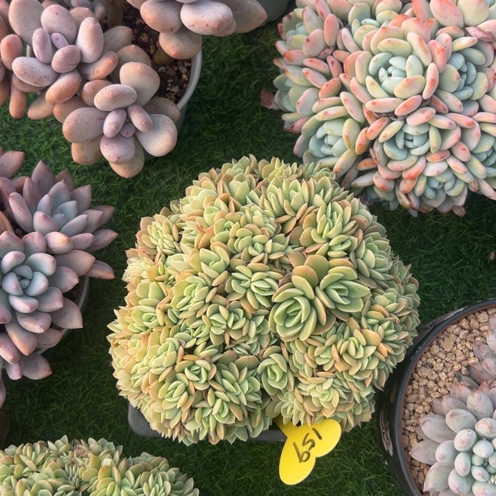 /****多肉植物一物一拍