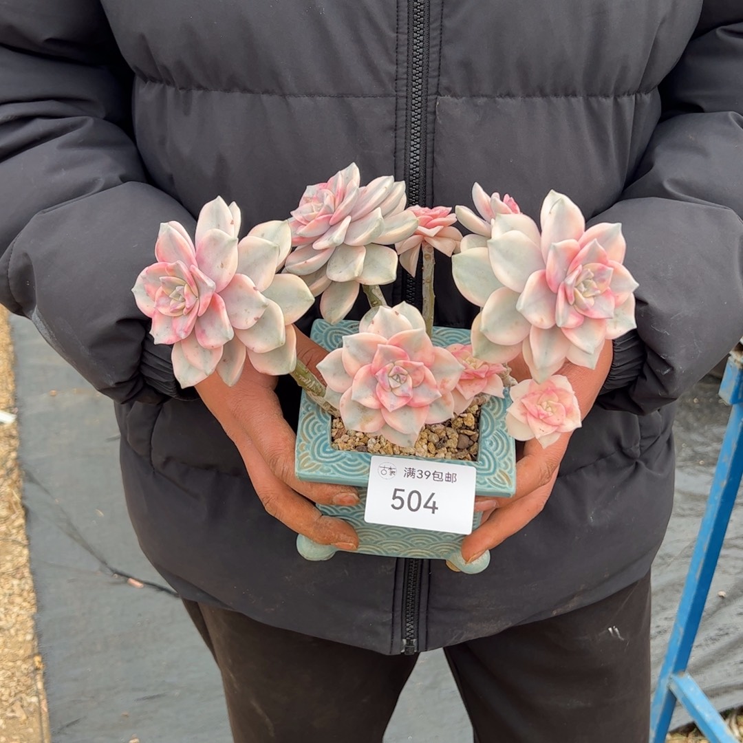 504多肉植物组合盆栽