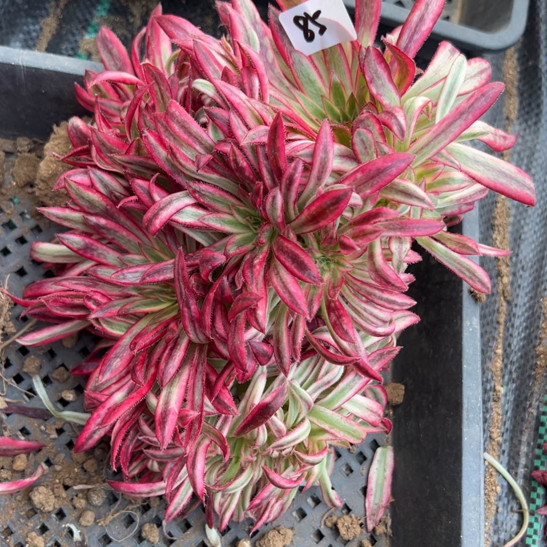 85朱雀多肉缀多肉植物山东