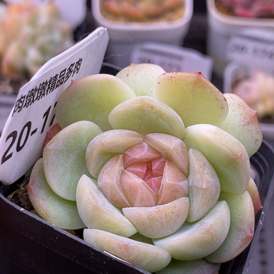 【闪购商品】20-176