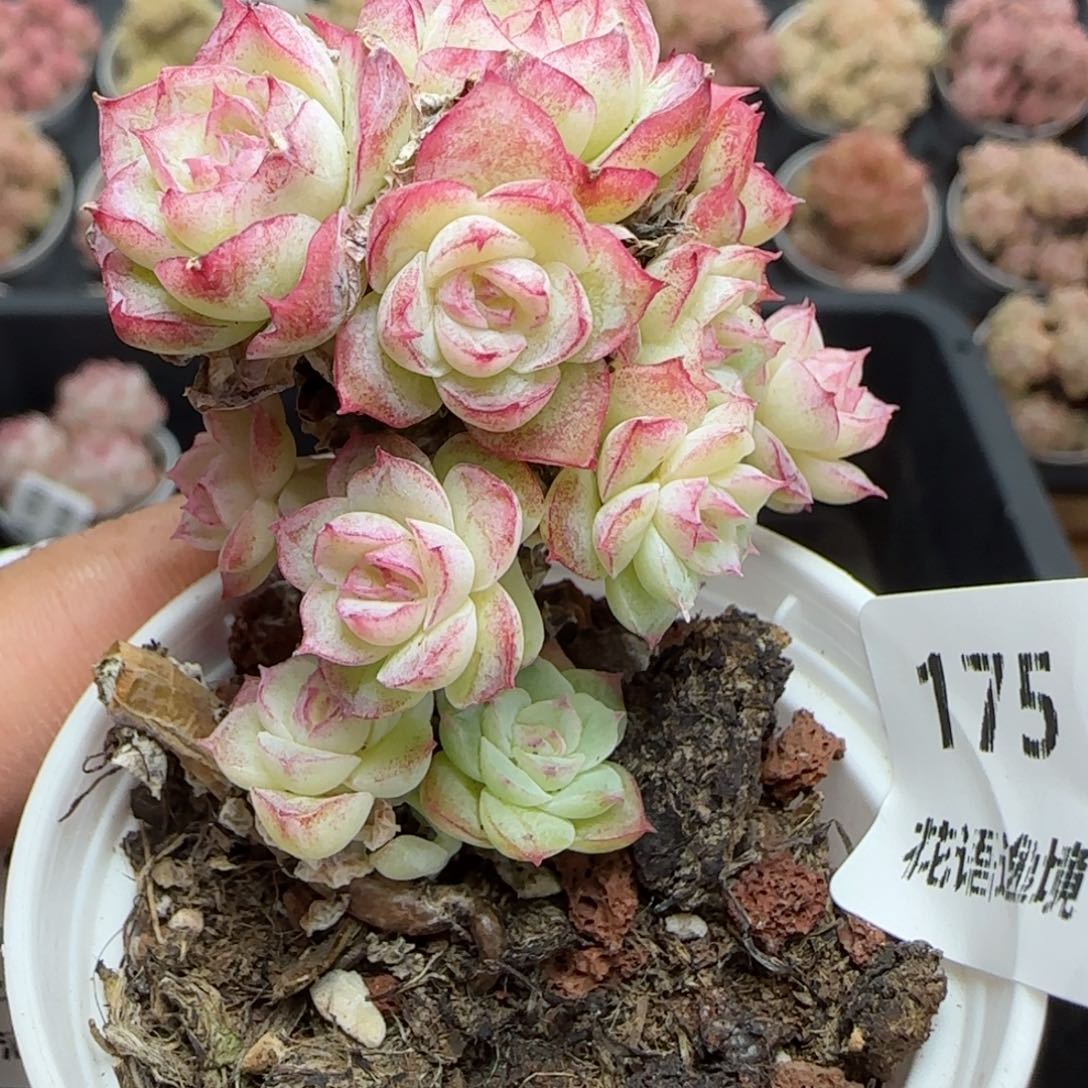 花语逸镜0225-175