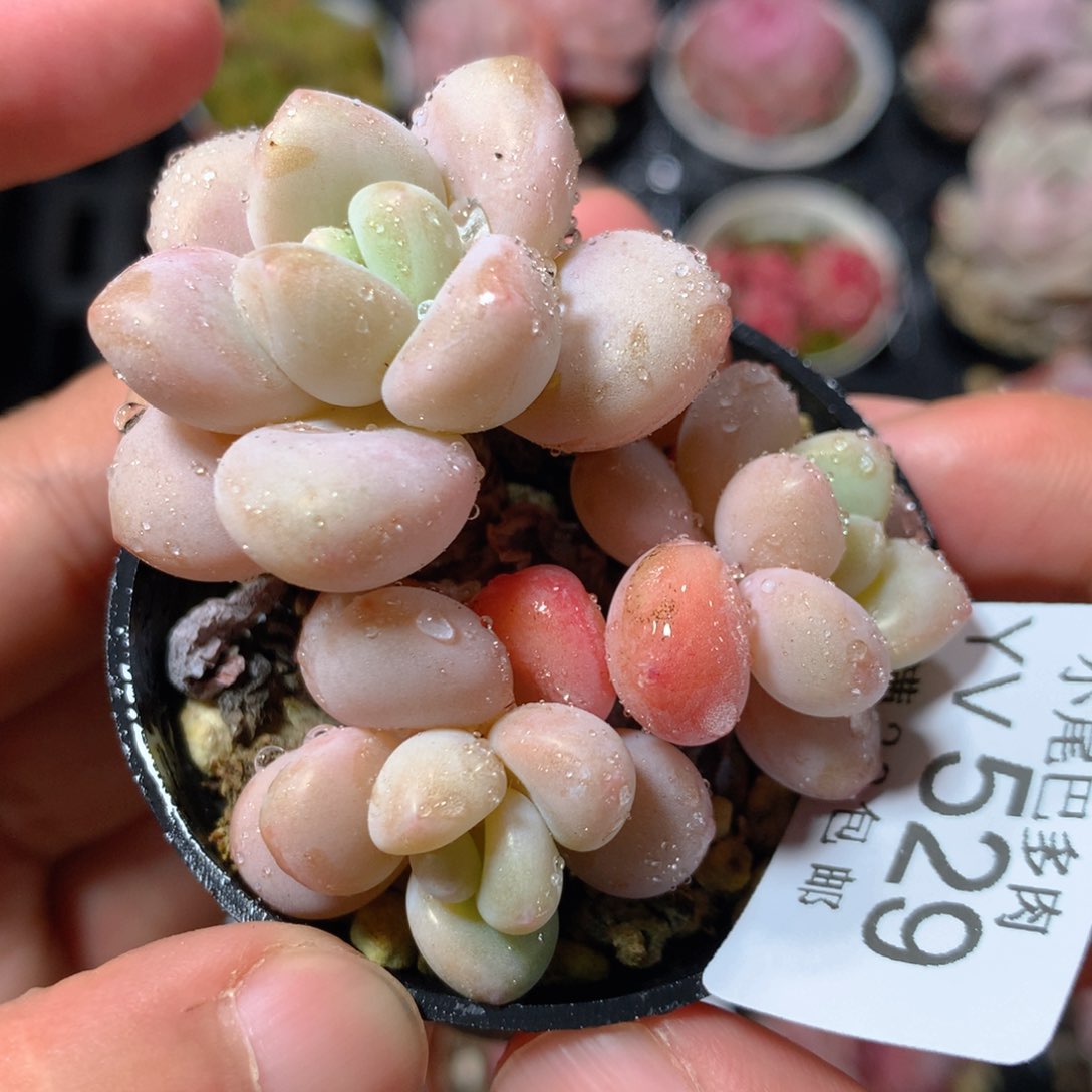 5CM拇指盆精控多肉YV529