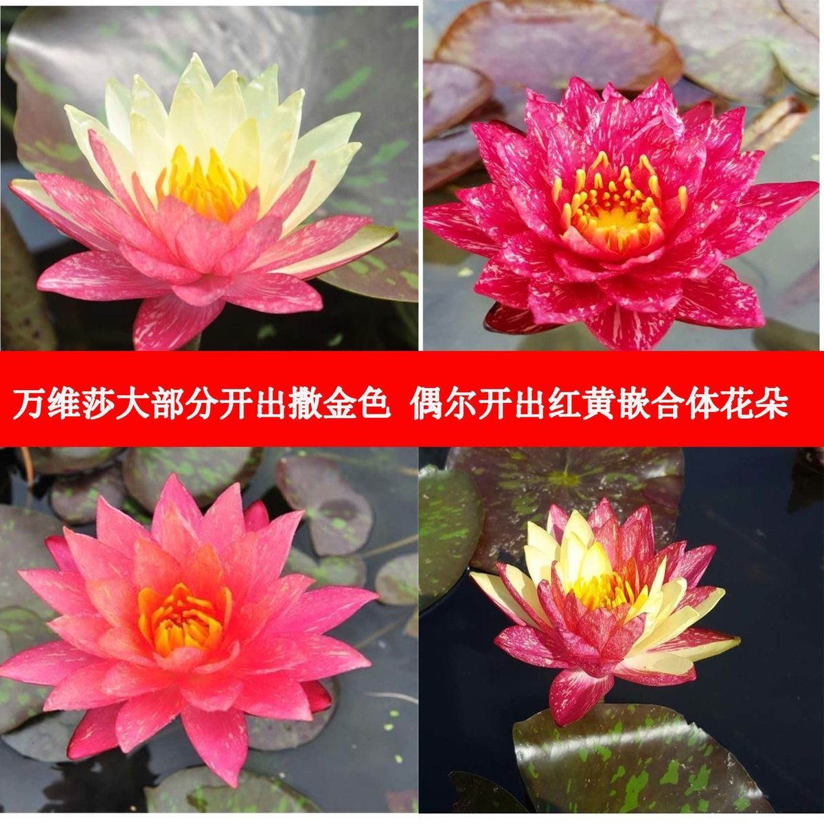 万维沙水培睡莲带芽植物四季水养莲花盆栽水池塘花卉带花苞根块