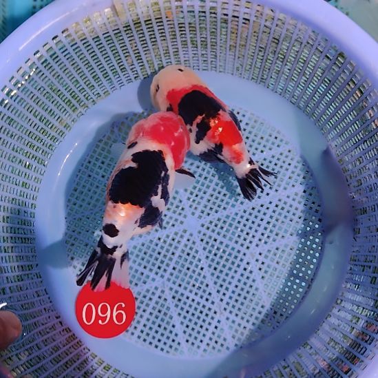 金鱼096兰寿两只特价顺丰包邮