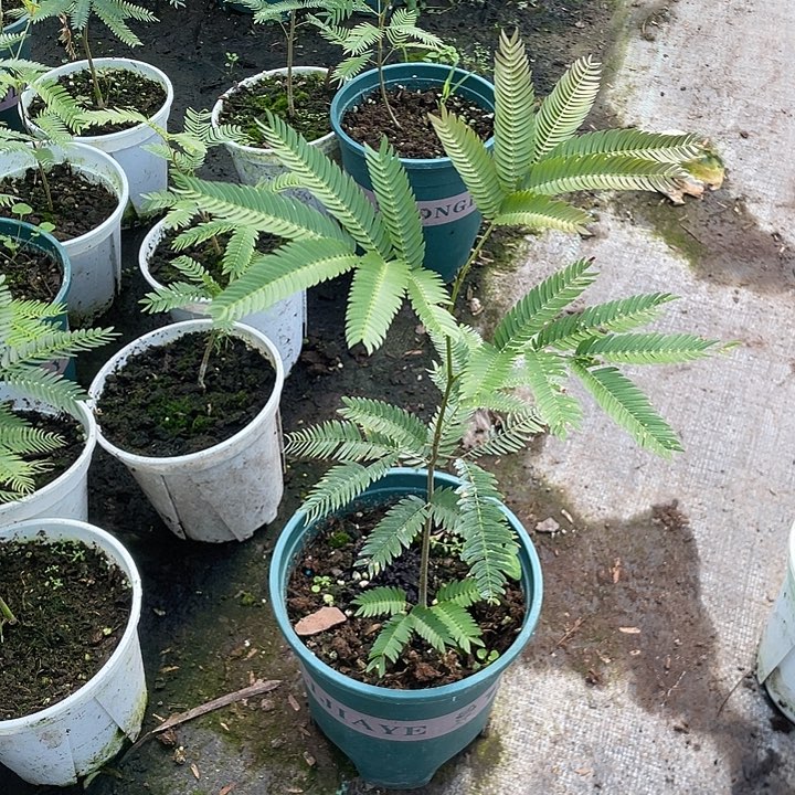 当前无花栽培后可以开花