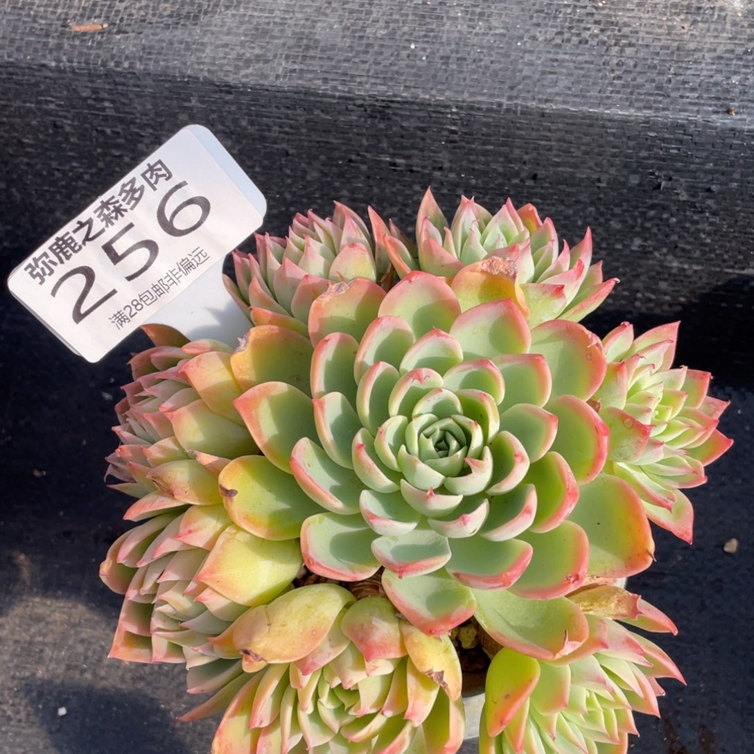 弥鹿之森多肉0256