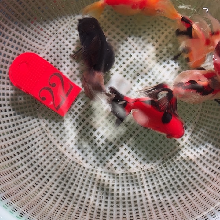 金鱼22号尺寸5-7区间