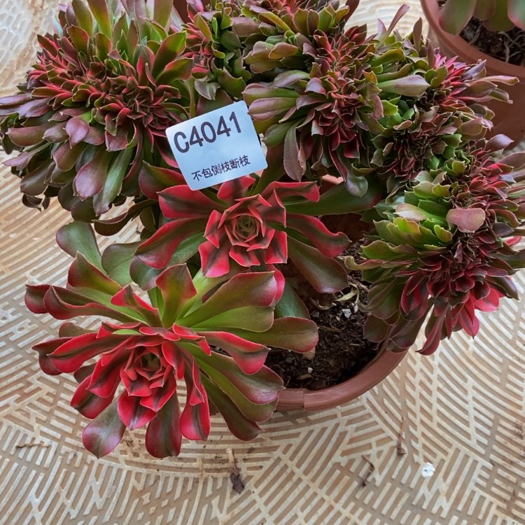 【闪购商品】小*4041香妃多肉