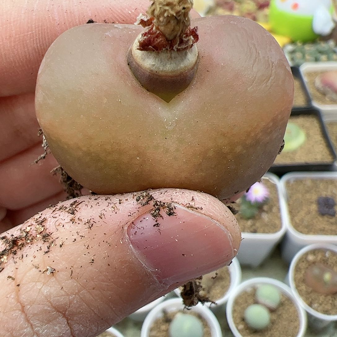 【闪购商品】66 双12限量福利