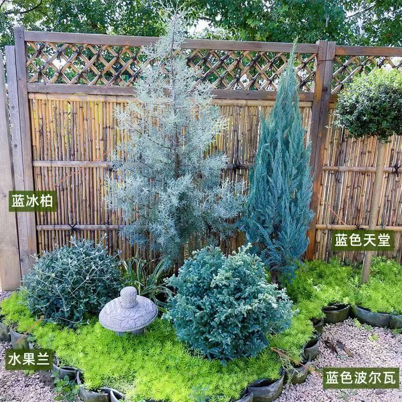蓝冰柏盆栽苗 圣诞树 叶子霜蓝色 四季常绿绿植庭院园艺造景植物