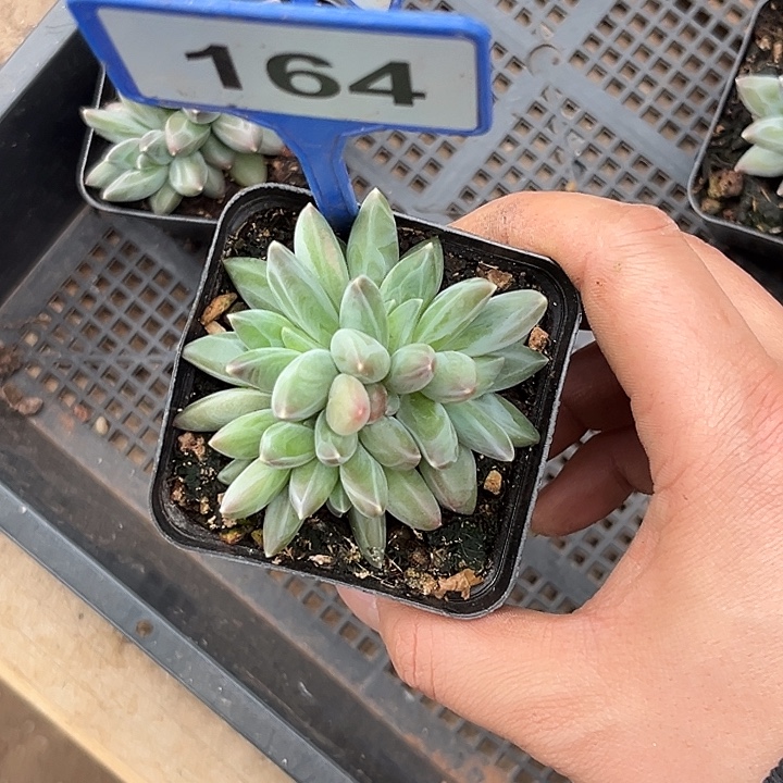 多肉植物雪黛莉164