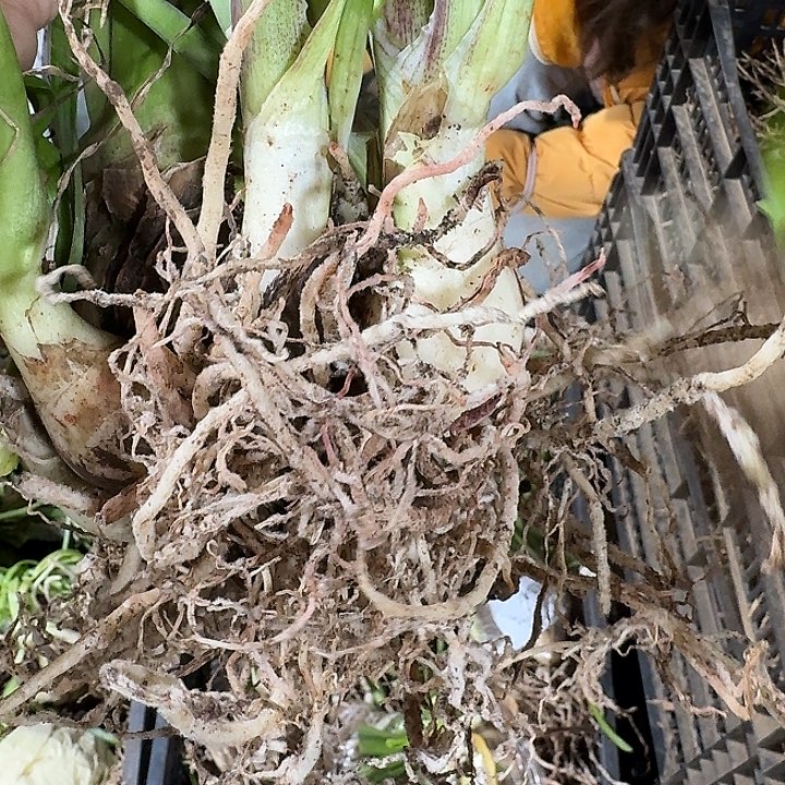 浅安7+豪华坨坨开花球