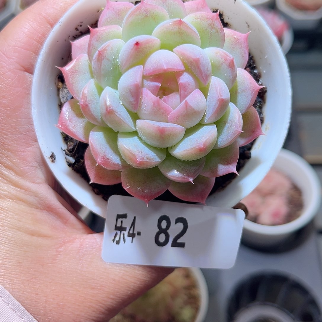 乐4-82 白桃单头