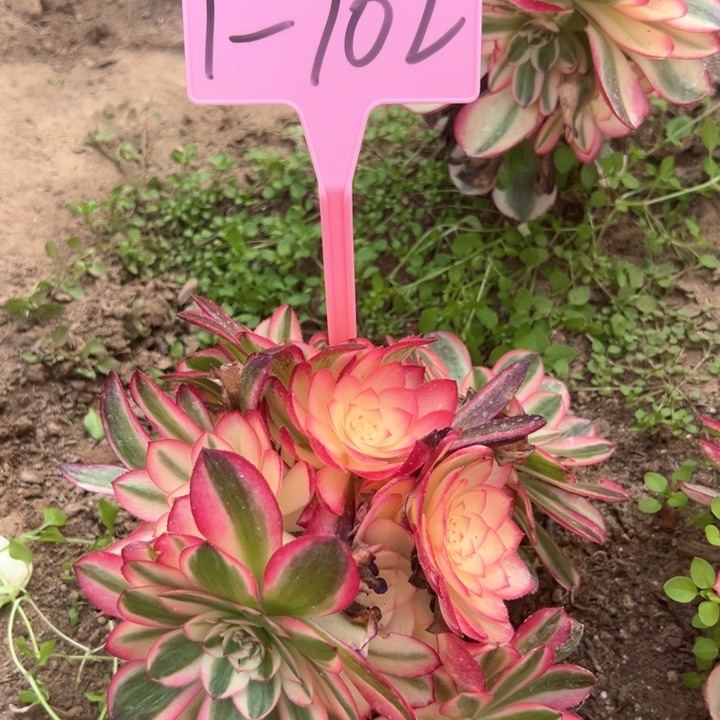 1-102倾城多肉植物